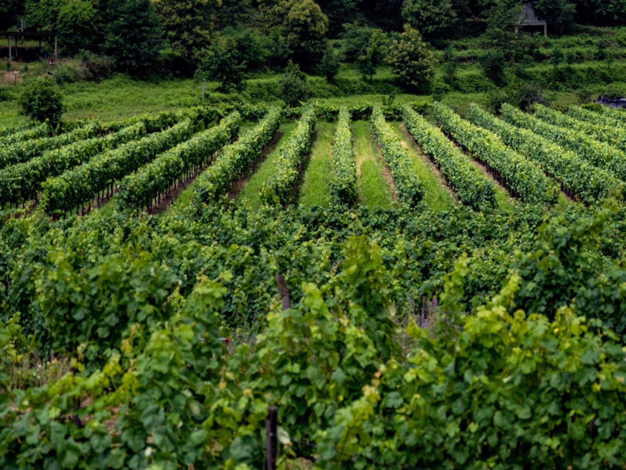 Quinta De Cypriano - Wine & Nature Ponte da Barca Εξωτερικό φωτογραφία