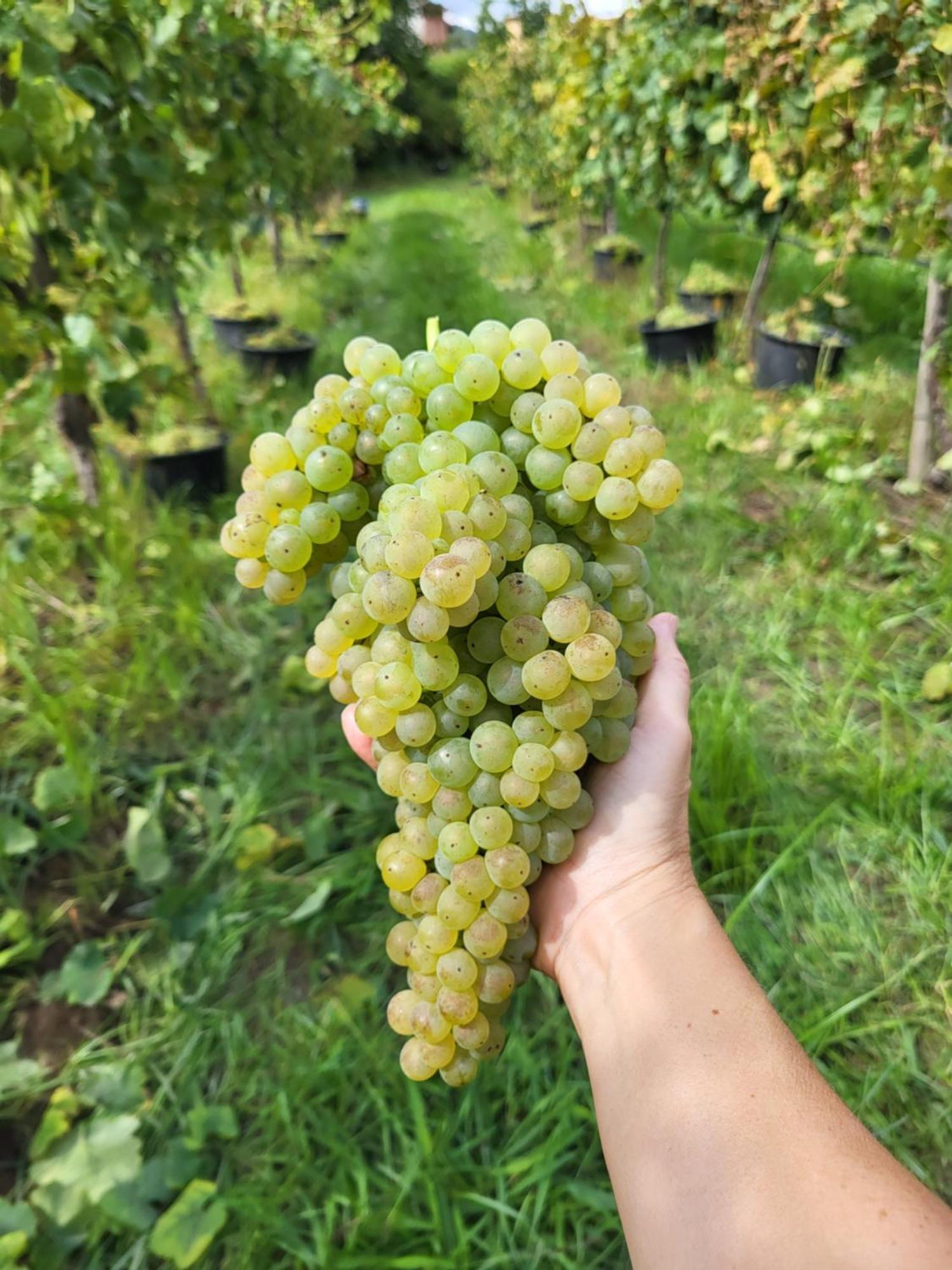 Quinta De Cypriano - Wine & Nature Ponte da Barca Εξωτερικό φωτογραφία